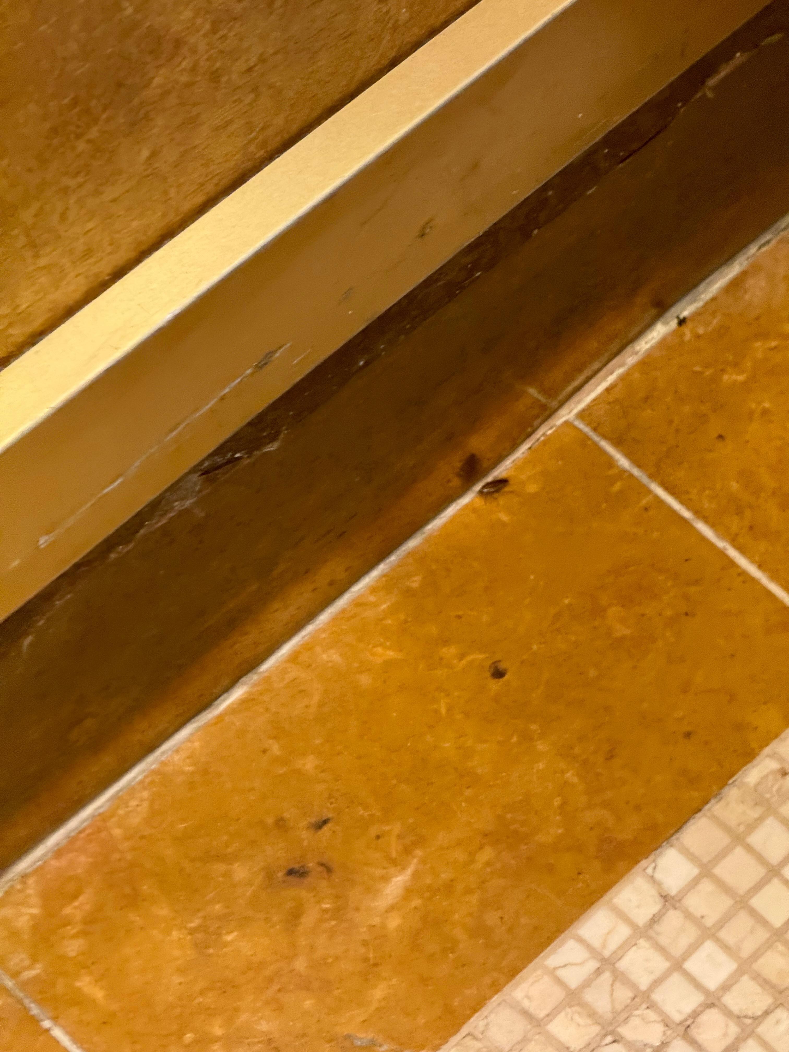 The roach in elevator 