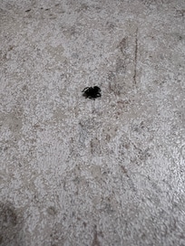 Bug not sure what kind