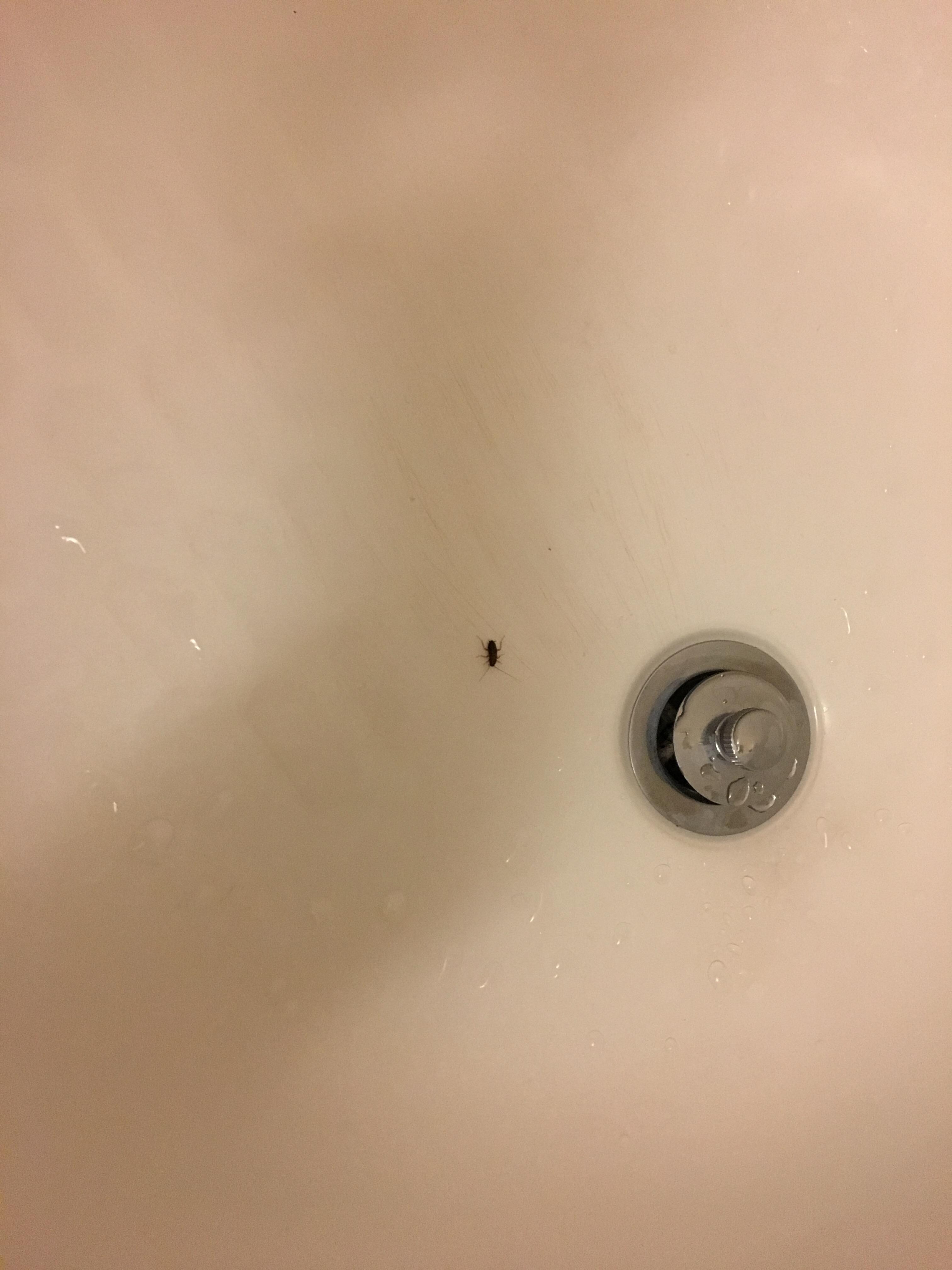 It’s a roach!!!