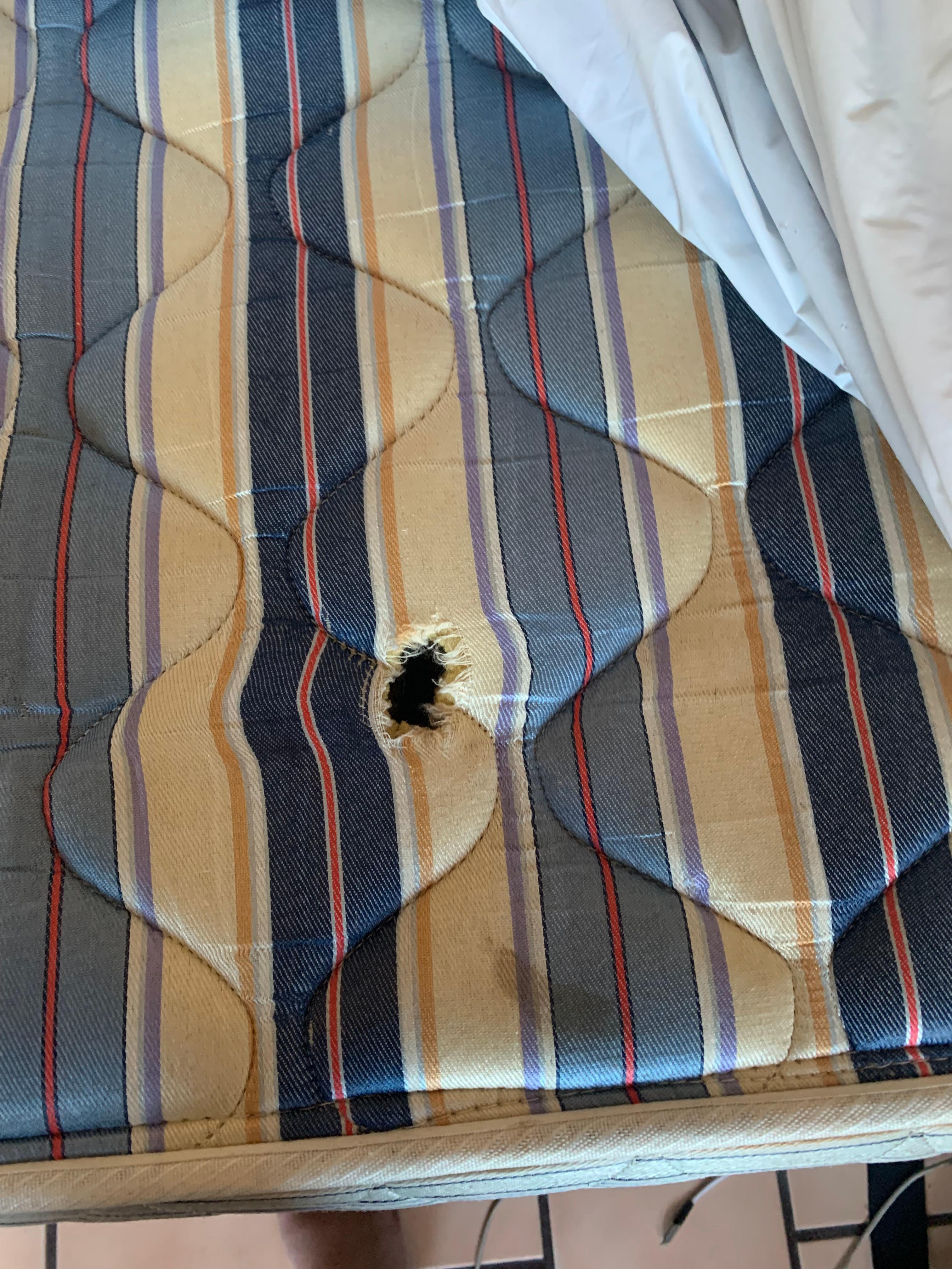 The bed complete with bed bugs 