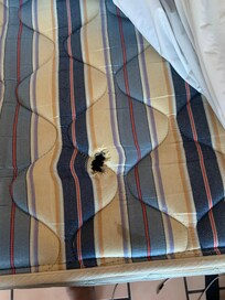 The bed complete with bed bugs