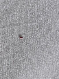 Bed bugs in 1st room