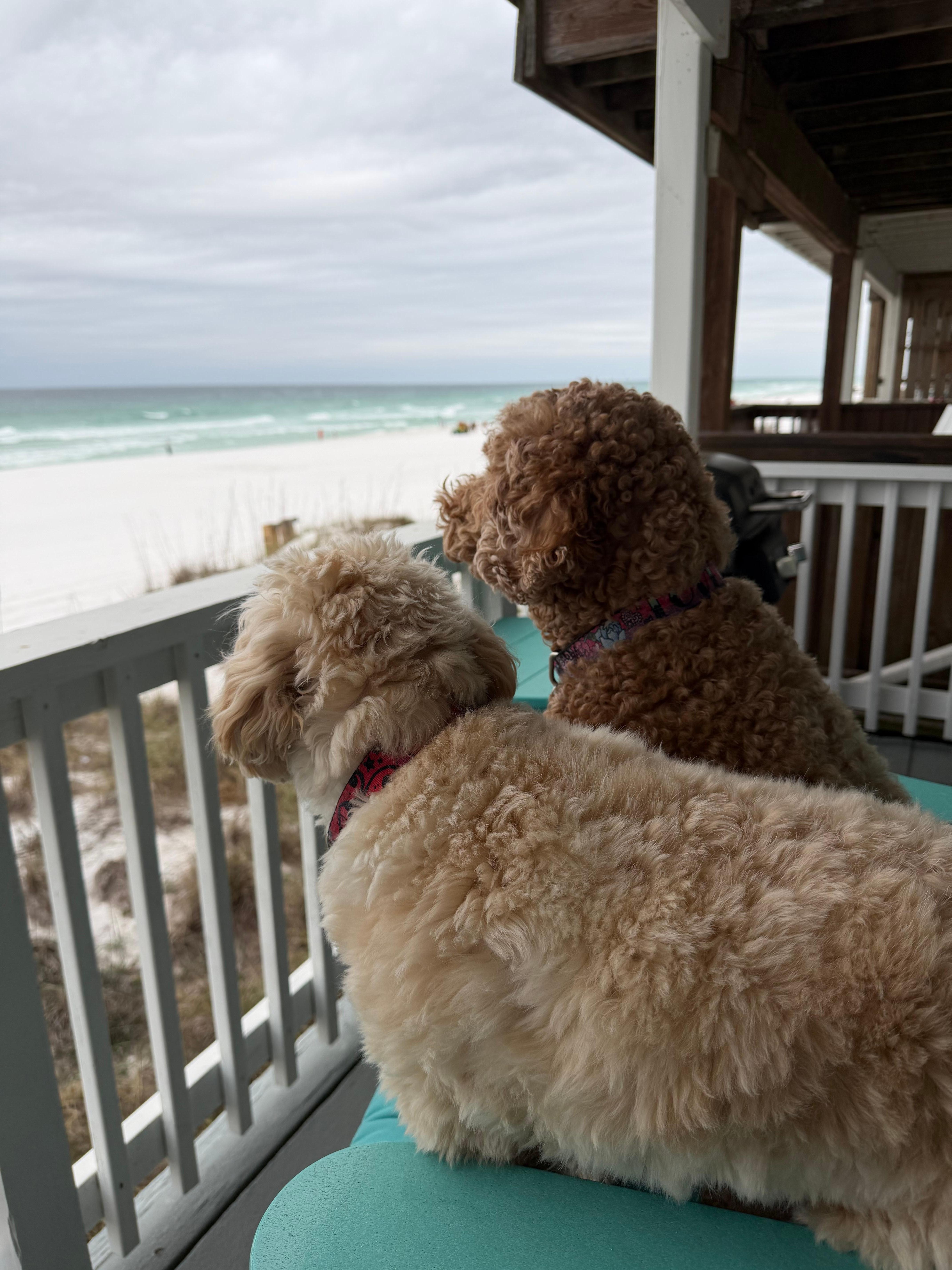 They loved the waves
