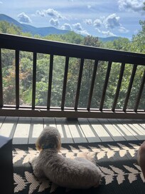 Bentley enjoying the screened in porch