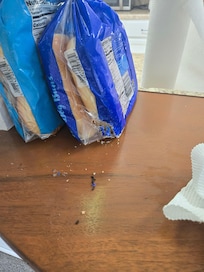 My buns the mouse was enjoying on the counter.