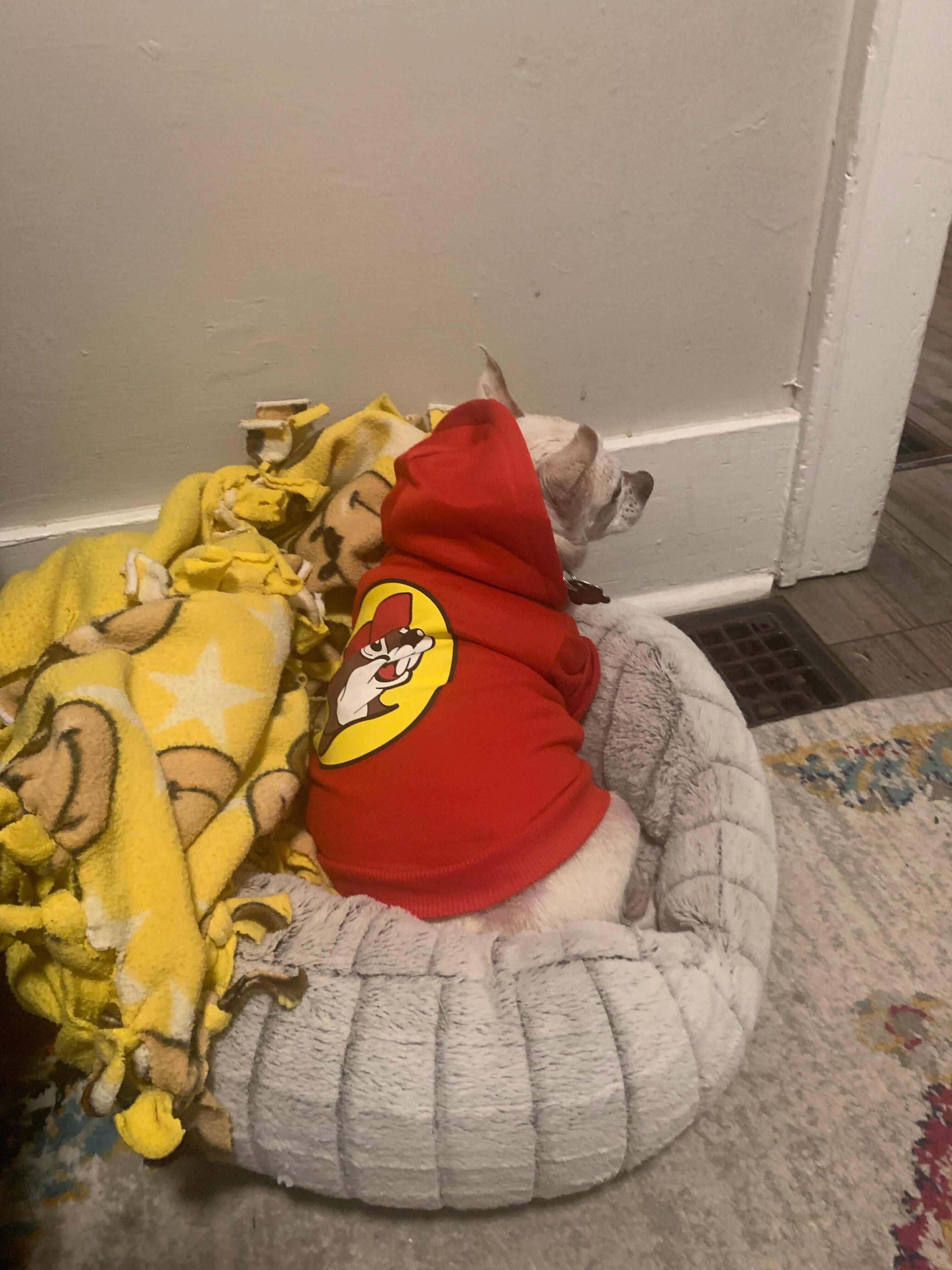 Pepa Potati snuggled in for another nap.