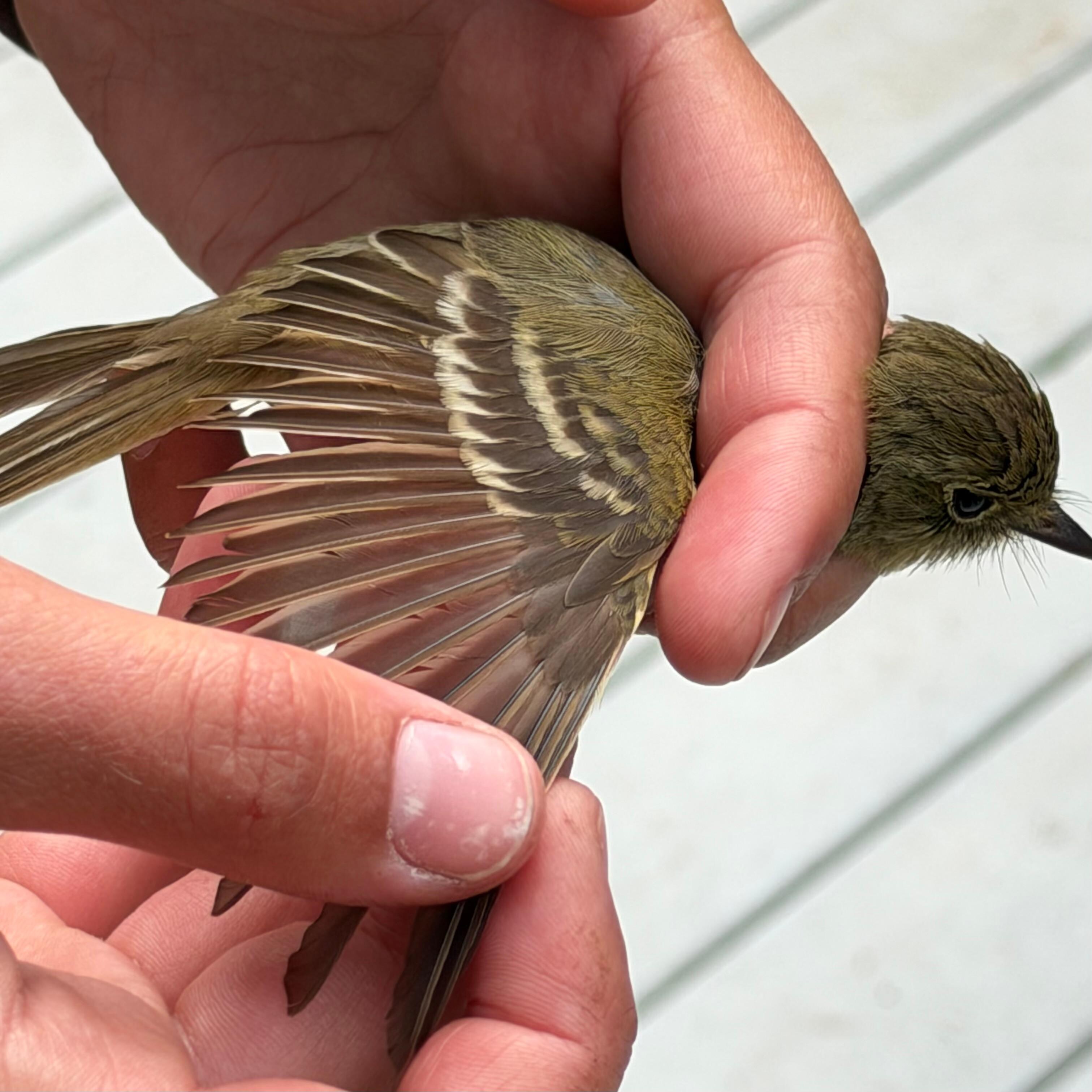 Palomarin Bird Banding