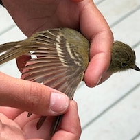Palomarin Bird Banding