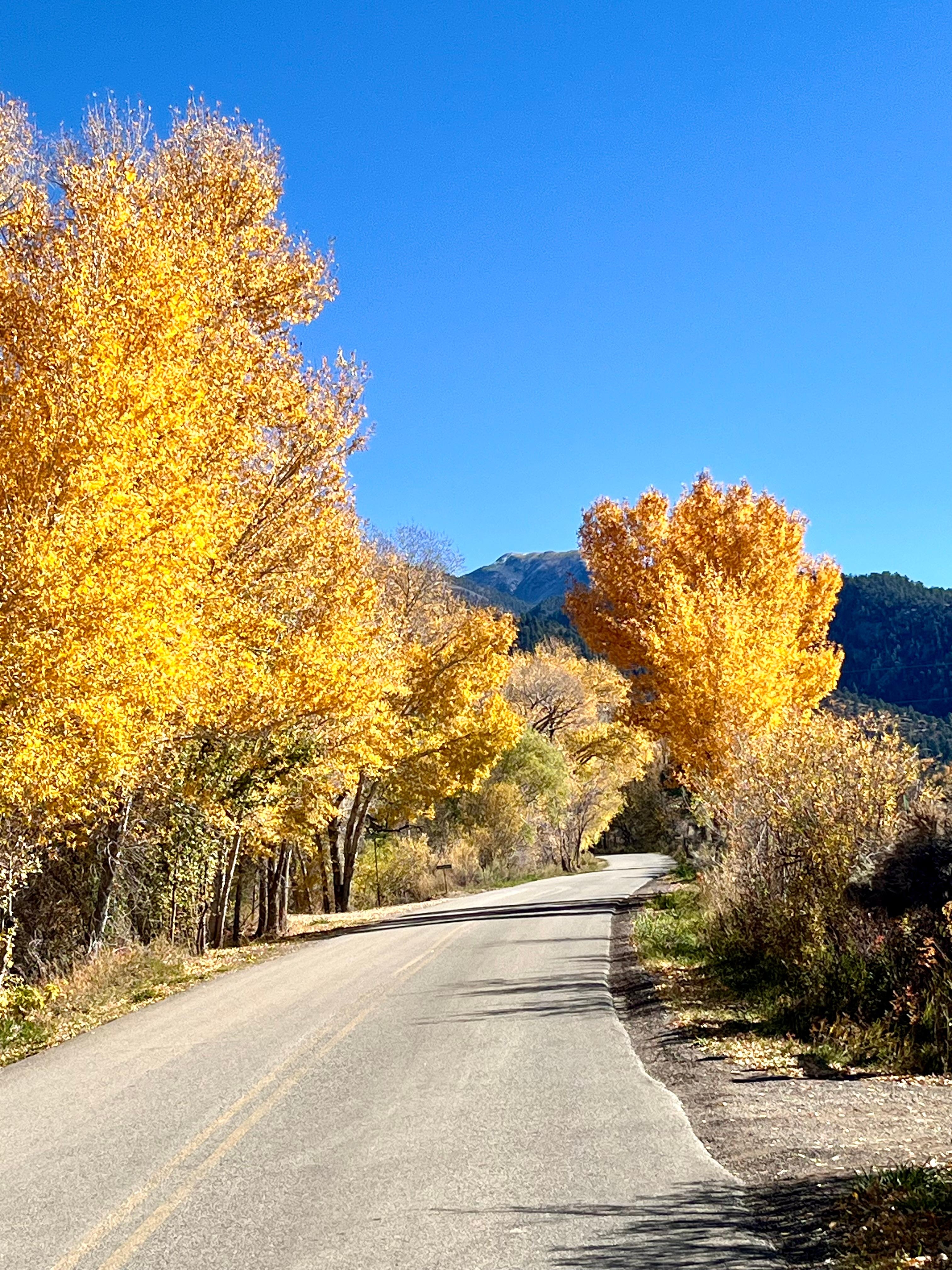 Fall color in Arroyo Seco