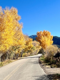 Fall color in Arroyo Seco
