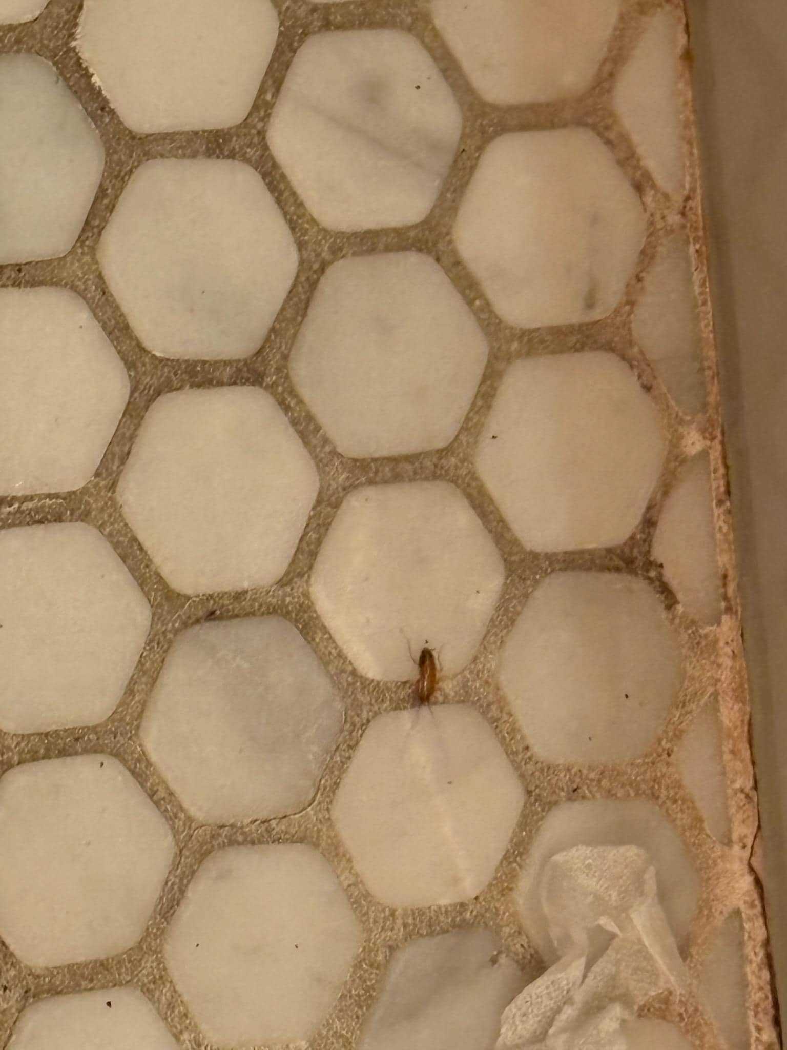2nd roach found in downstairs bathroom