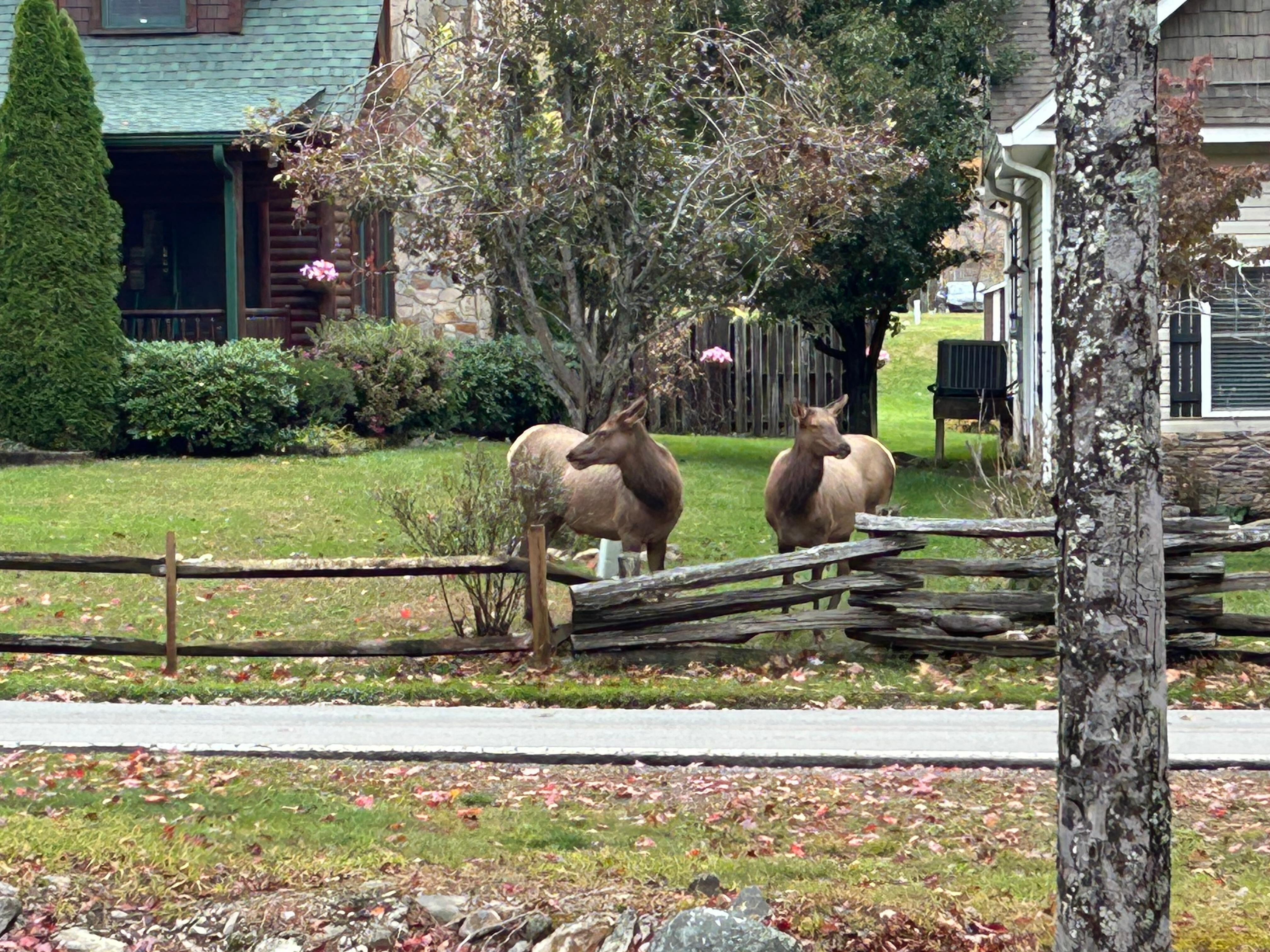 Family of elk across the street.