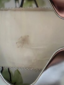 Spider in the box of tissues