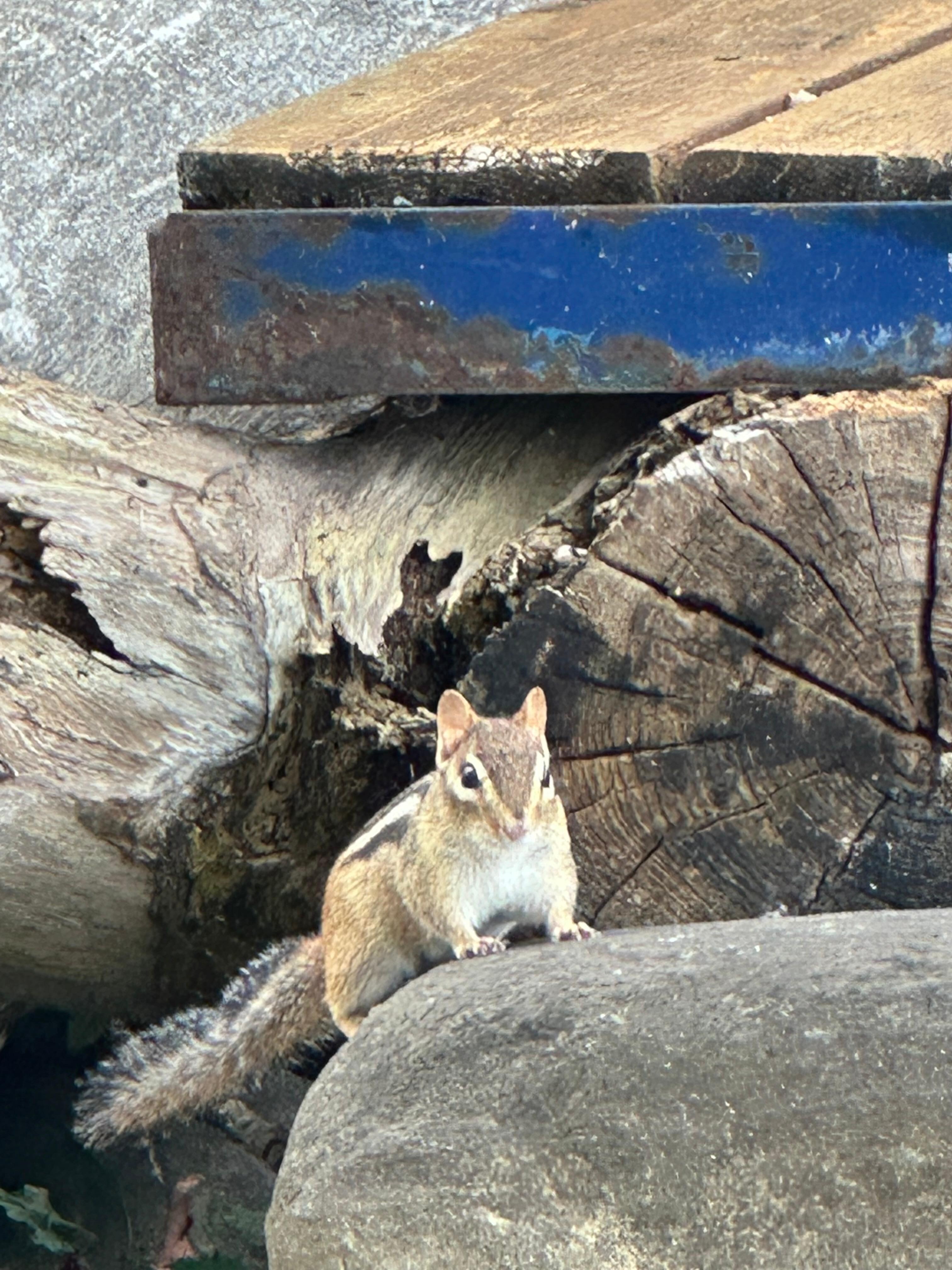 Just as we were leaving this little guy came to say goodbye…