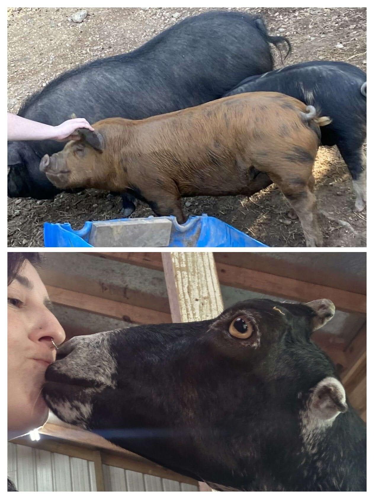 Animals :)