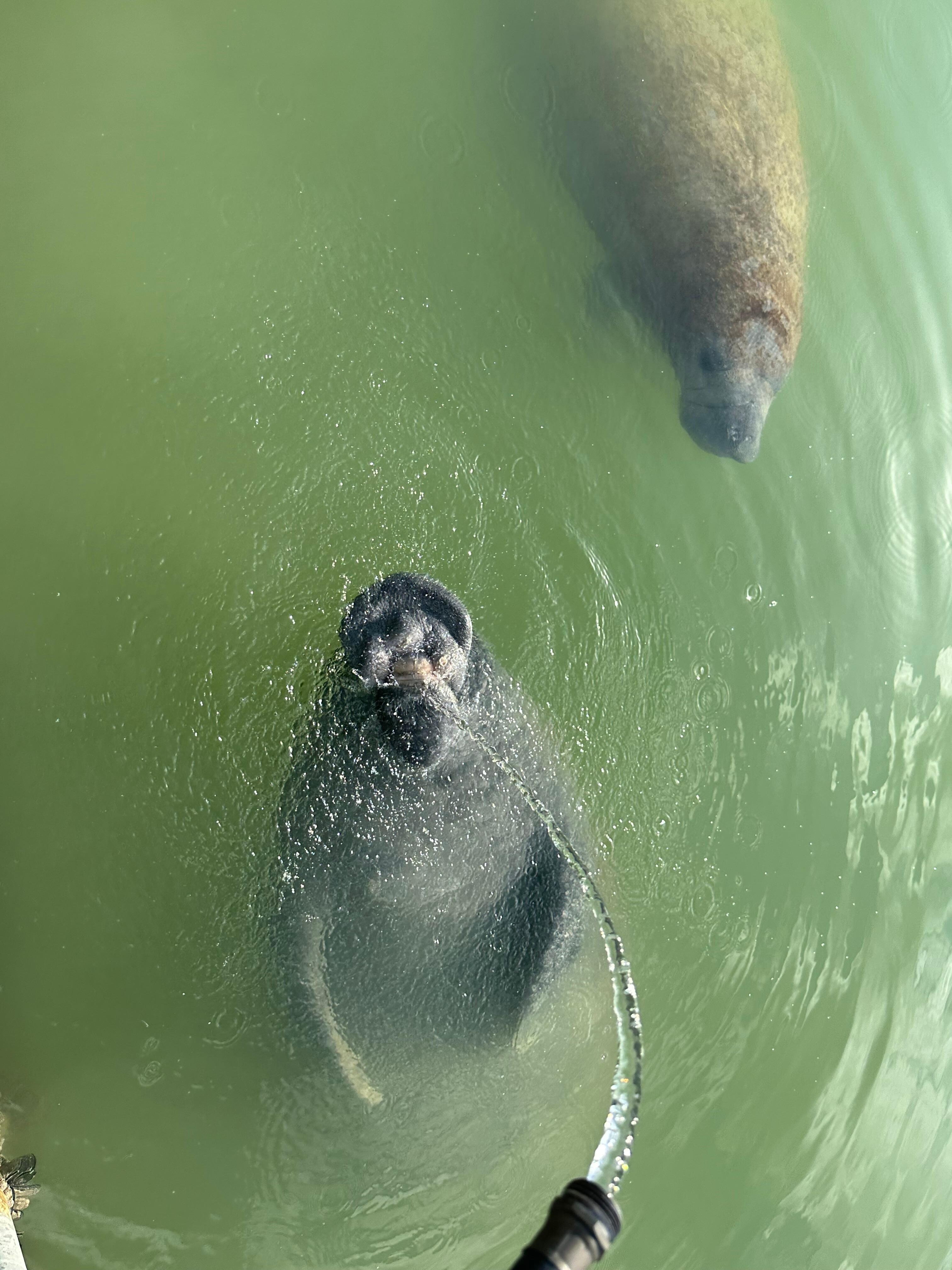 The manatees visiting the dock. 