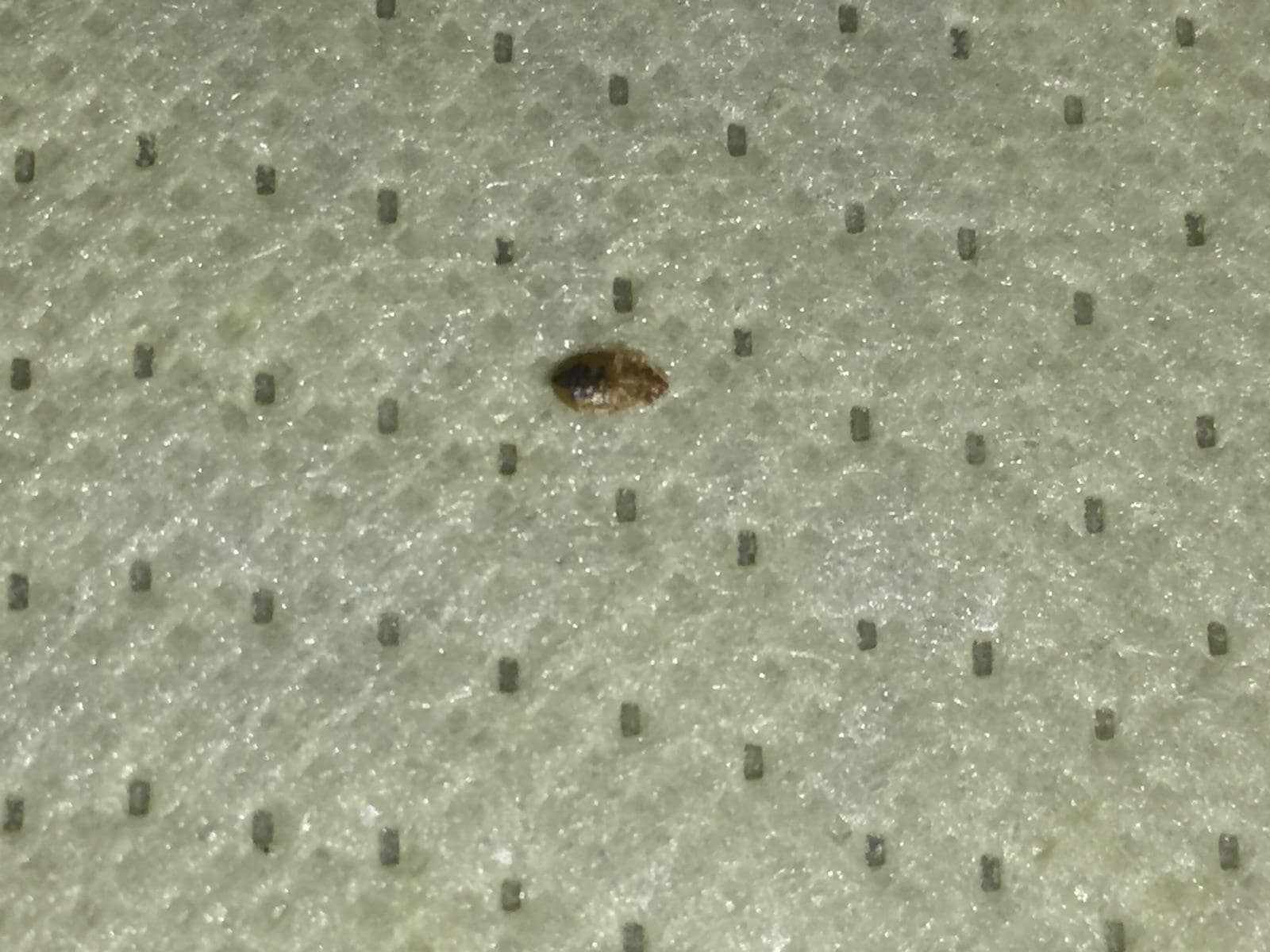 Bed Bugs