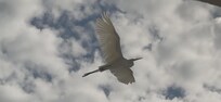 Great Egret Flying by 12 Floor Window.