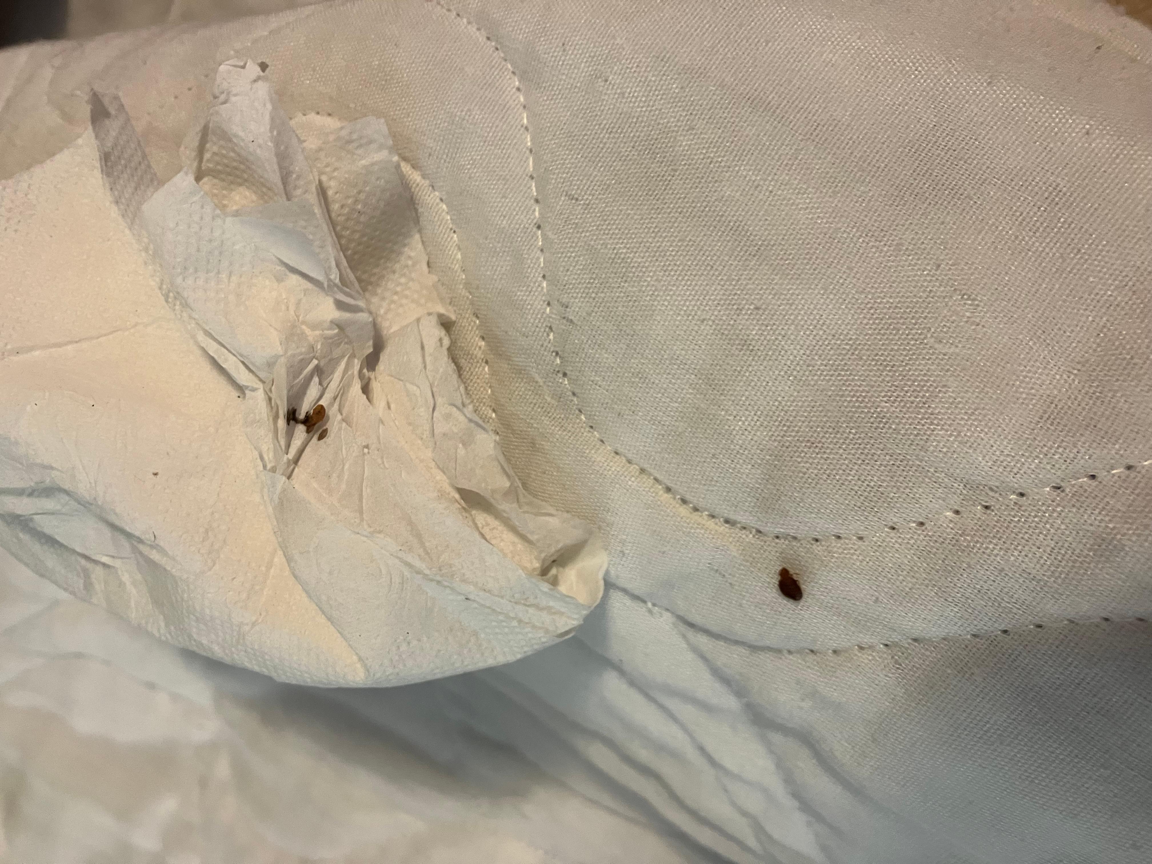 One bed bug still alive in the bed, one I already took care of.