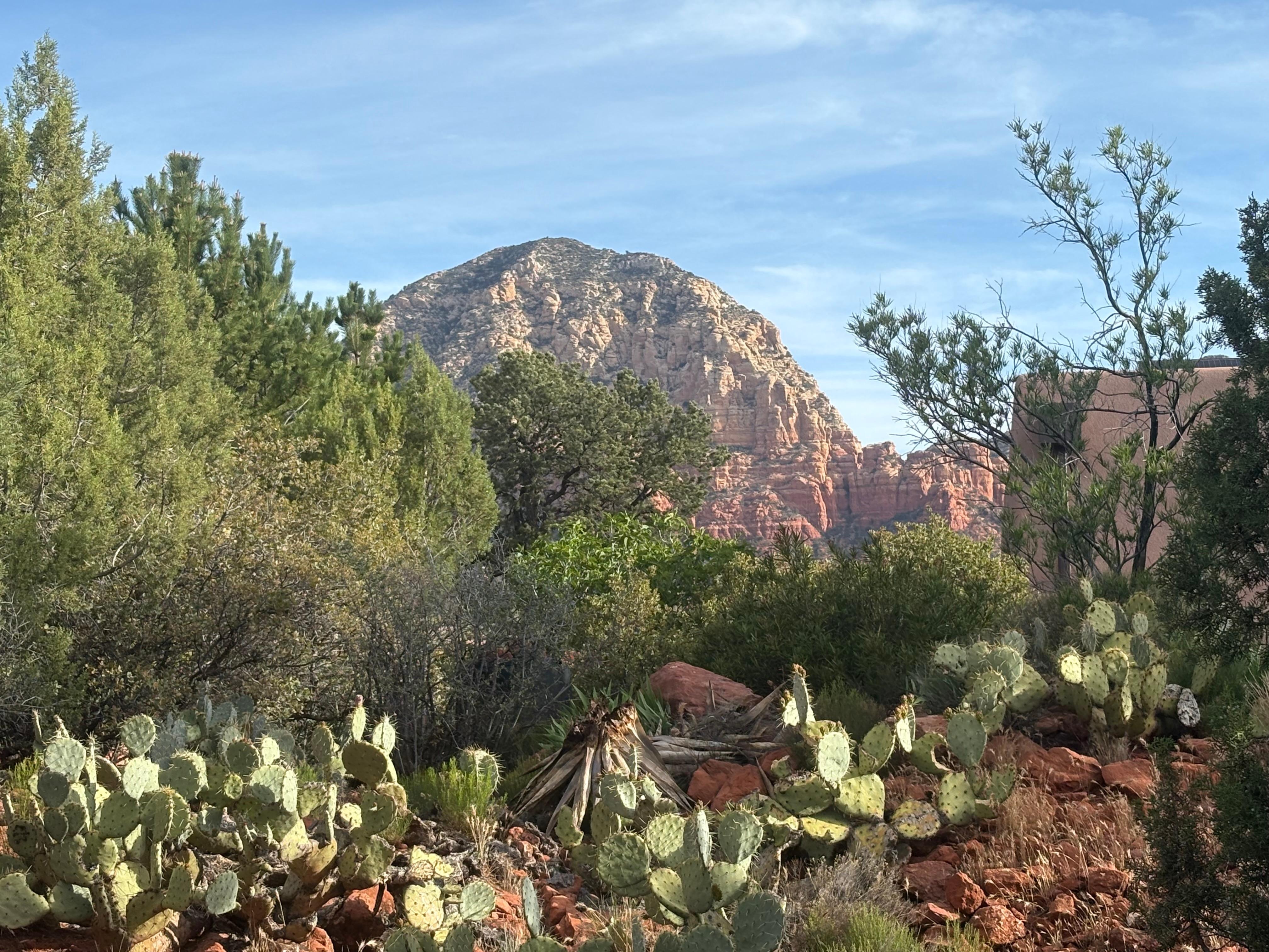 View from the backyard 