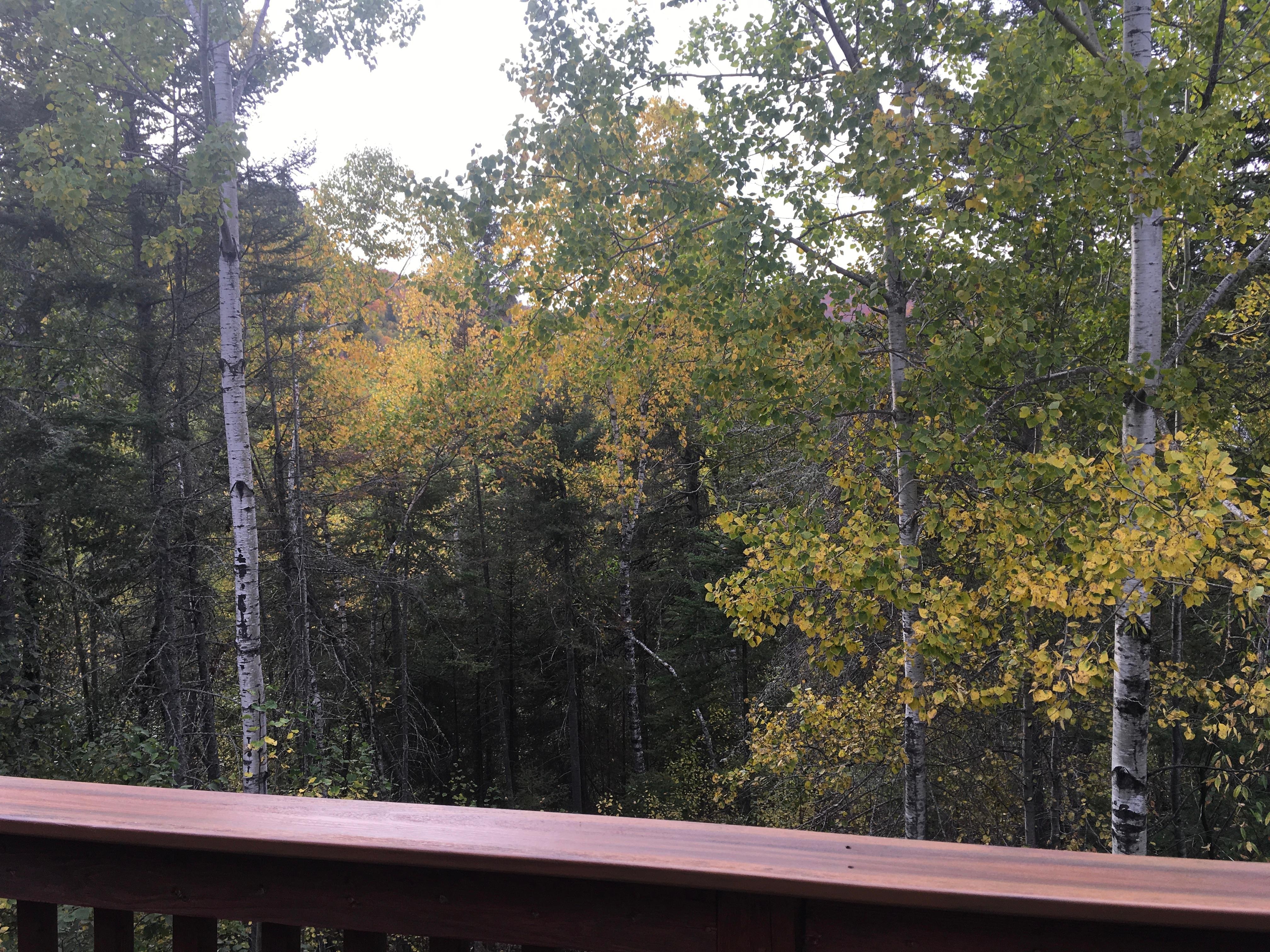 Moose mtn virw from the back porch (perfectly hidden by forest)