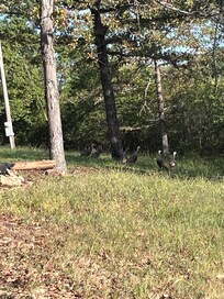 Wild Turkeys