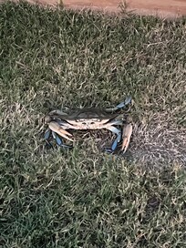 Blue crab caught on first night