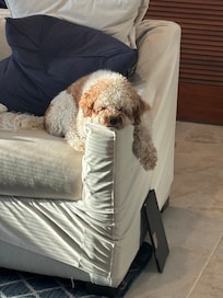Pet friendly