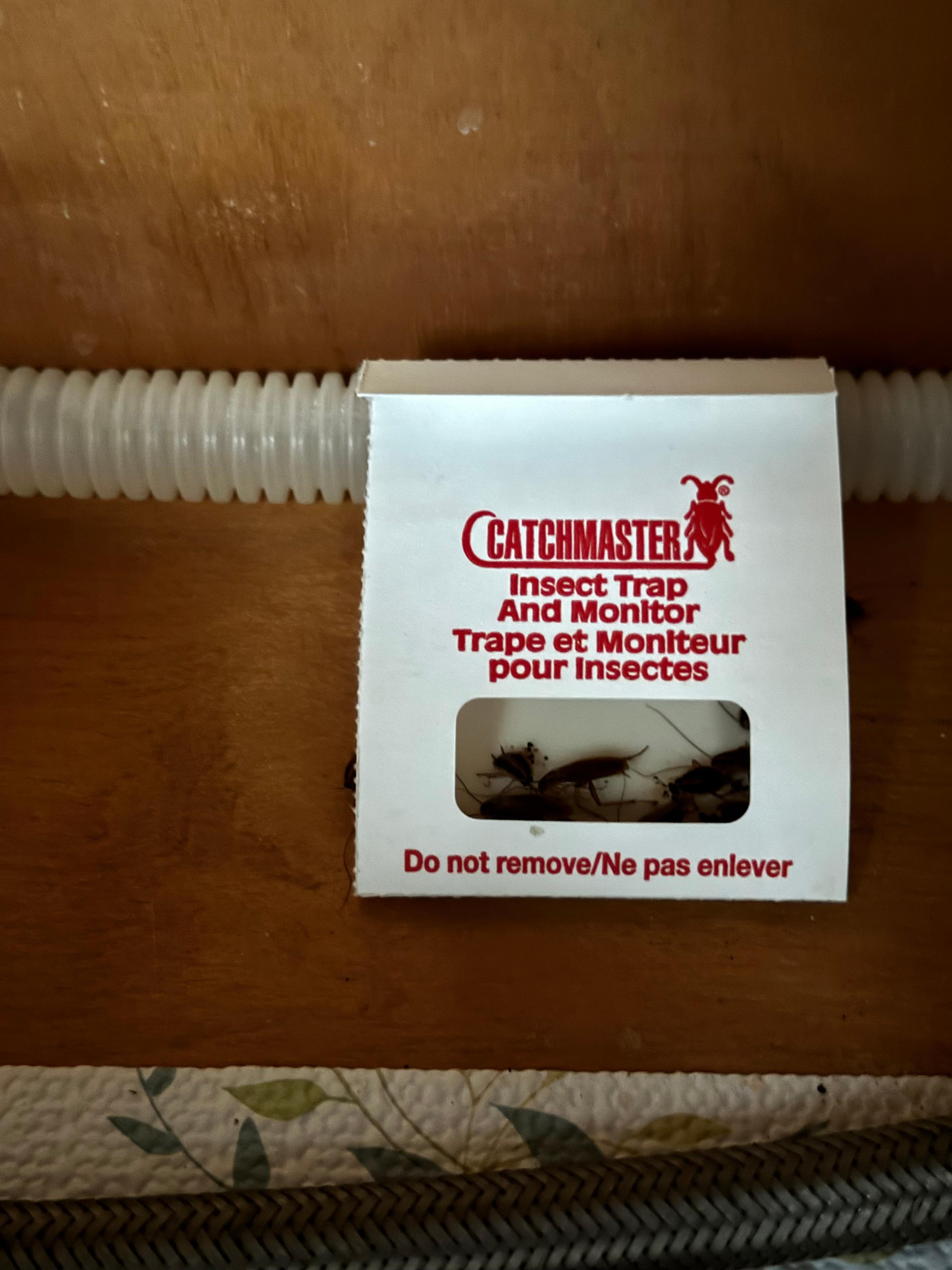 Roach trap under kitchen sink