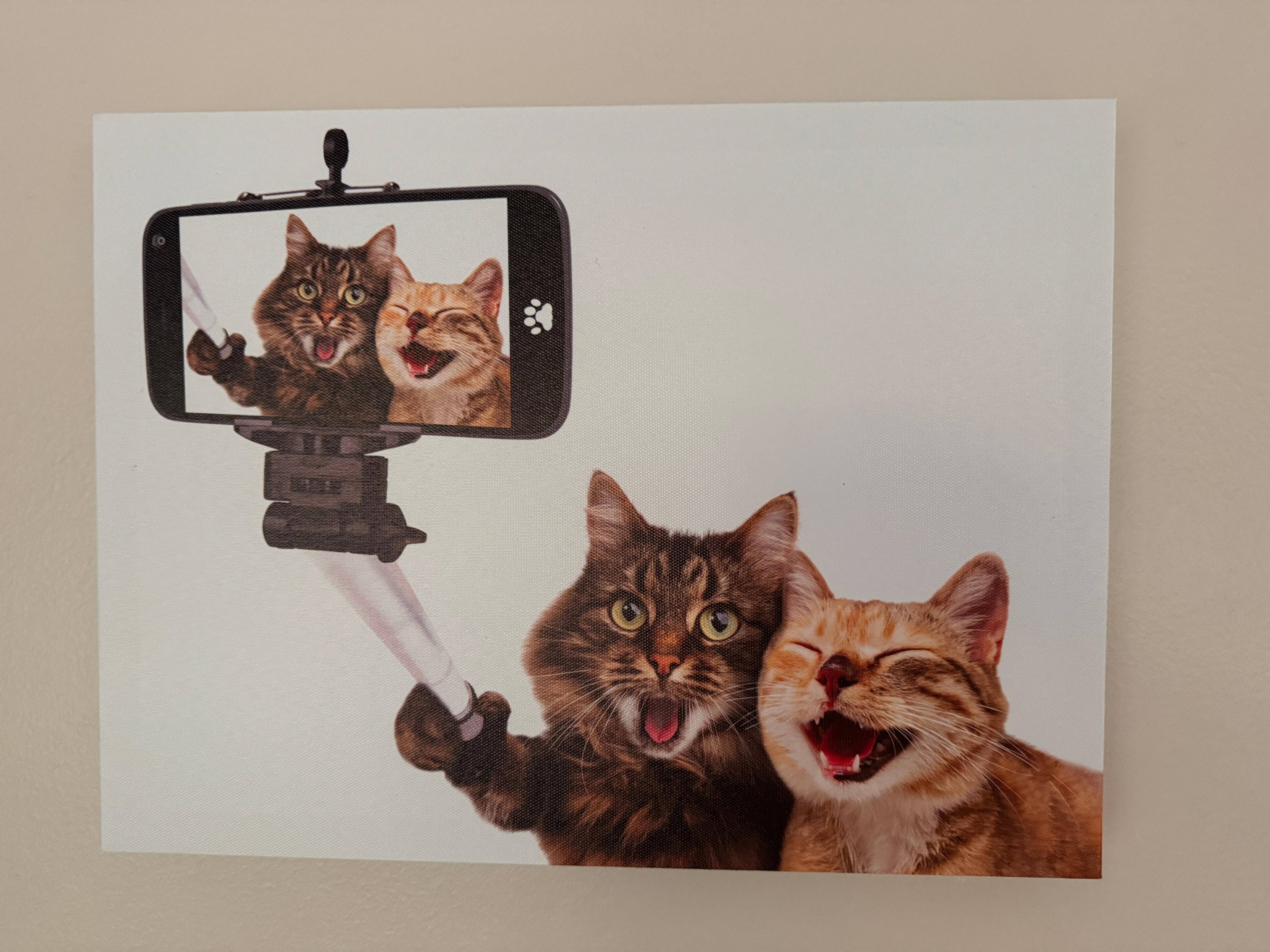 you better like cats
