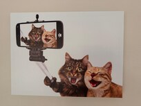 you better like cats