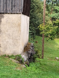 Biche dans le terrain.