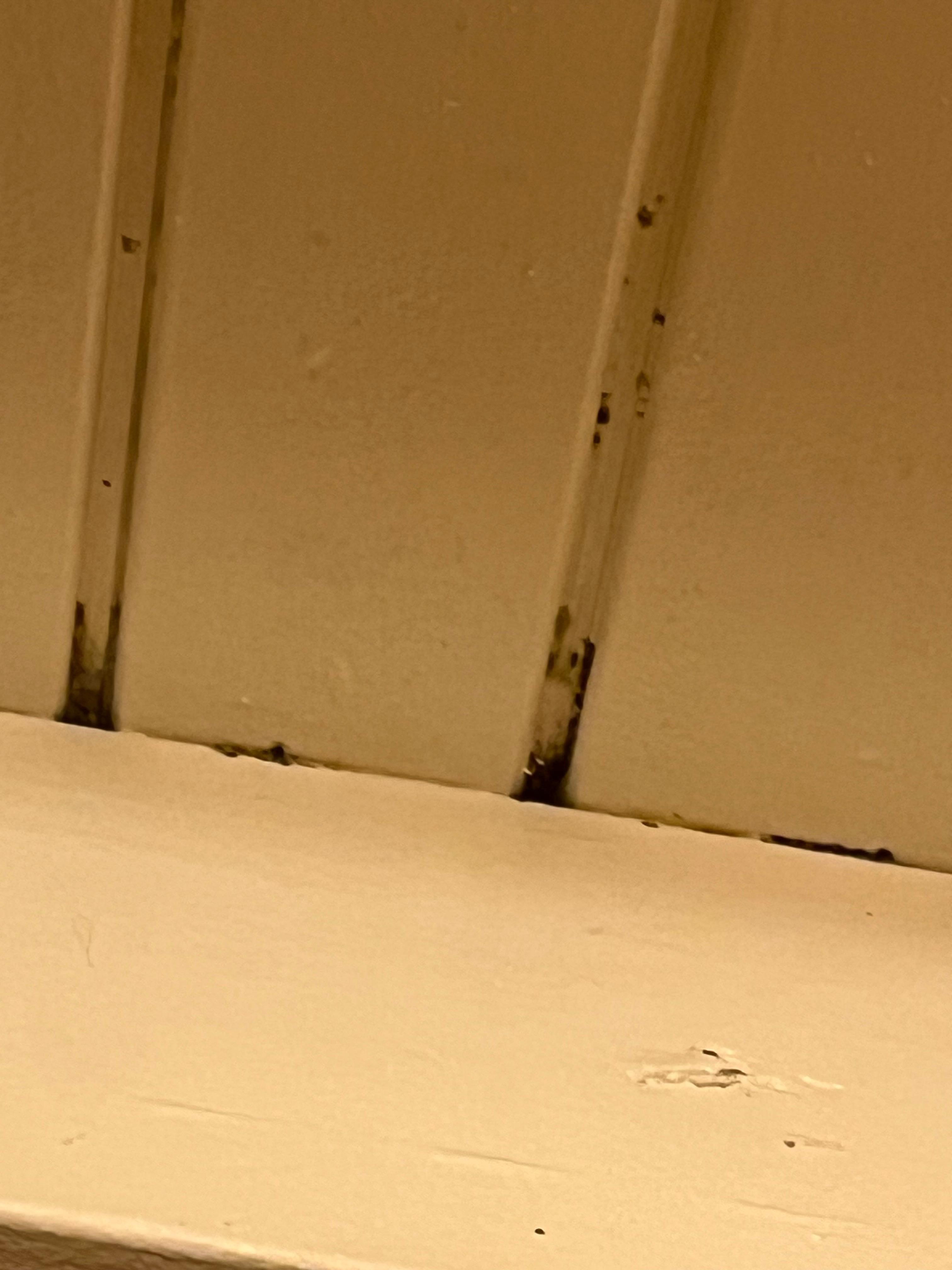 Mold on ceiling in bathroom