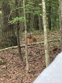 More deer