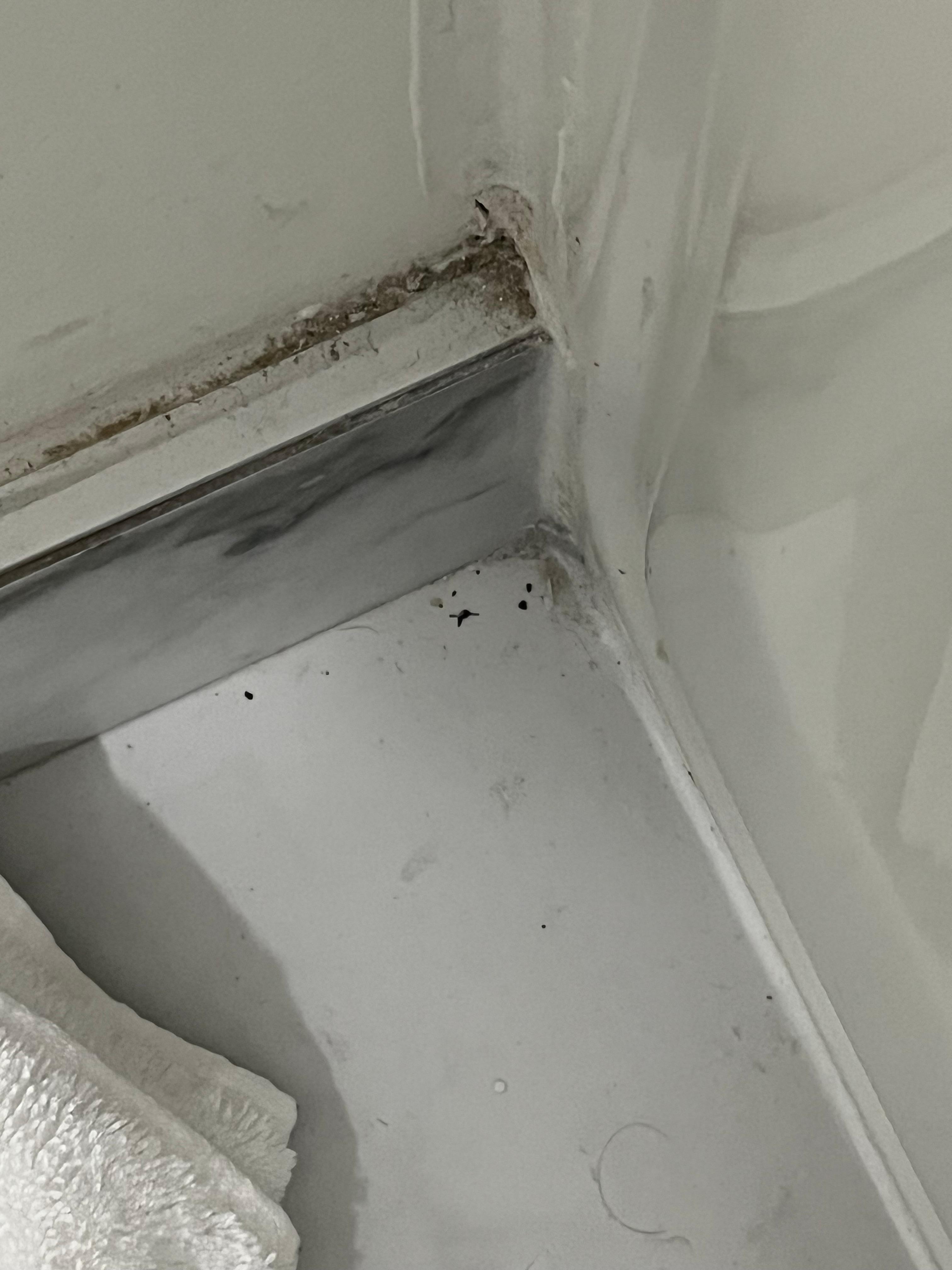 Cheveux par terre et graines que je sais pas quoi