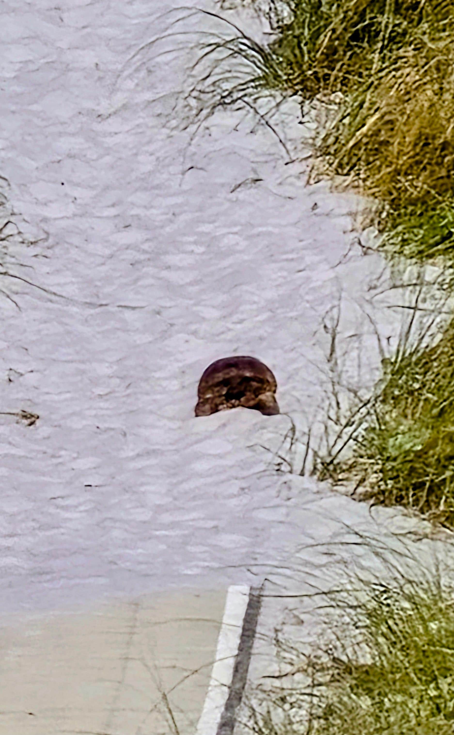 Local turtle on his way I. From his beach adventures. 
