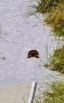 Local turtle on his way I. From his beach adventures.