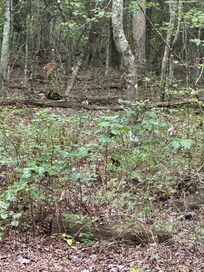 We saw deer!