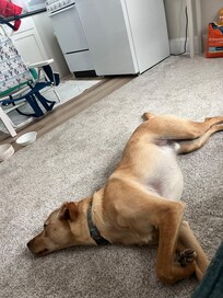 Our dog after a long walk on the beach!