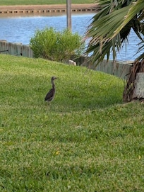 Baby Bird on Property so fun to watch
