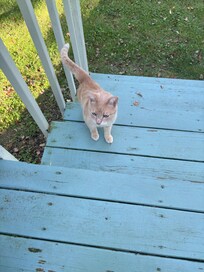 The neighbor’s cat paid us a visit.
