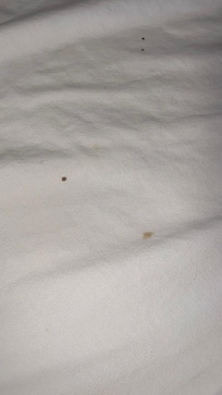 Blood Stains