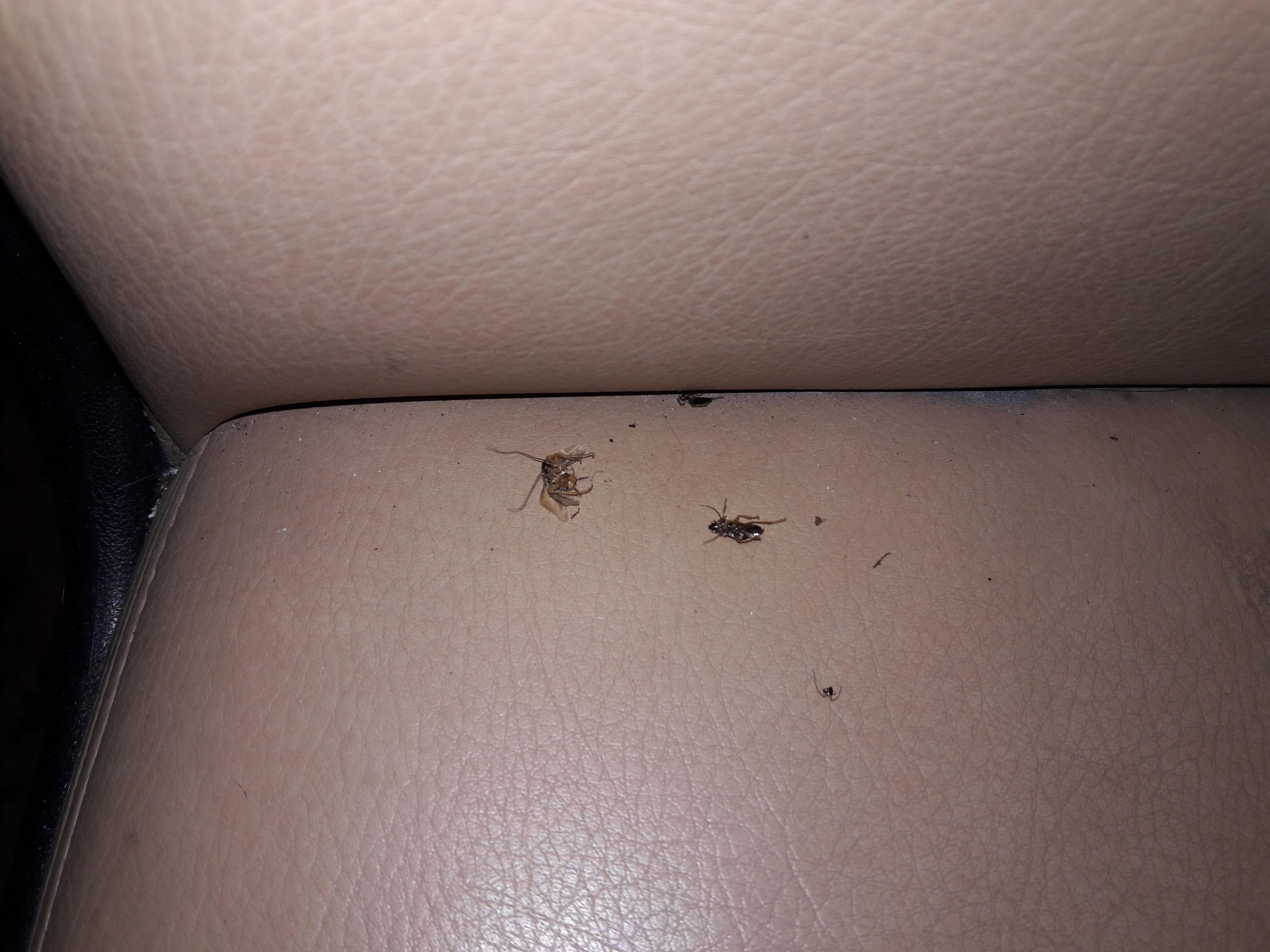 dead bugs on chair