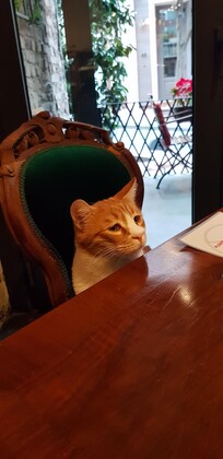 Hotel guest for breakfeast