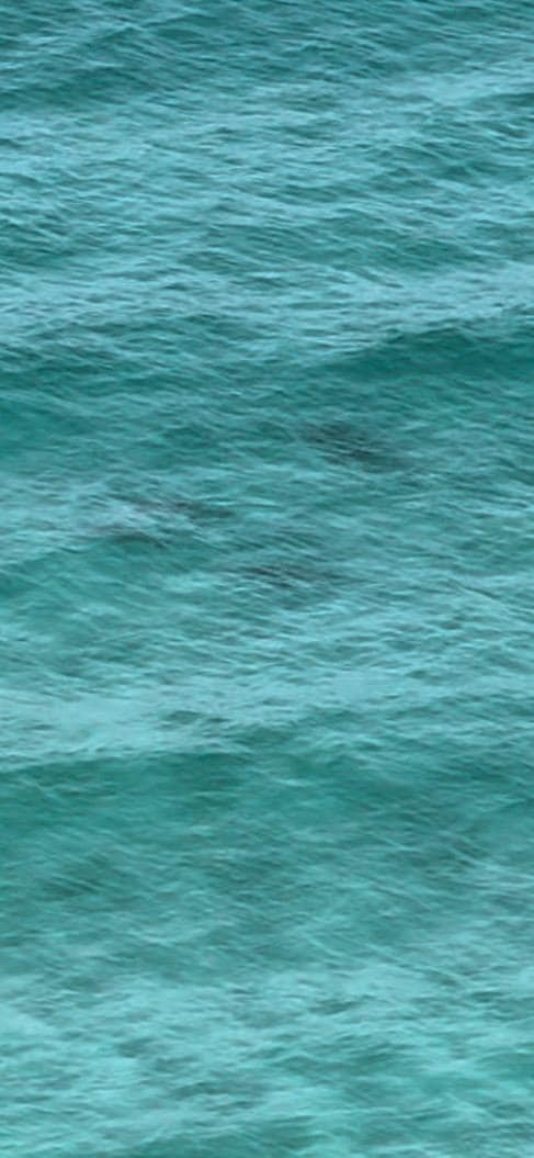 A clip of one of many dolphin encounters