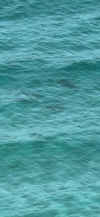 A clip of one of many dolphin encounters