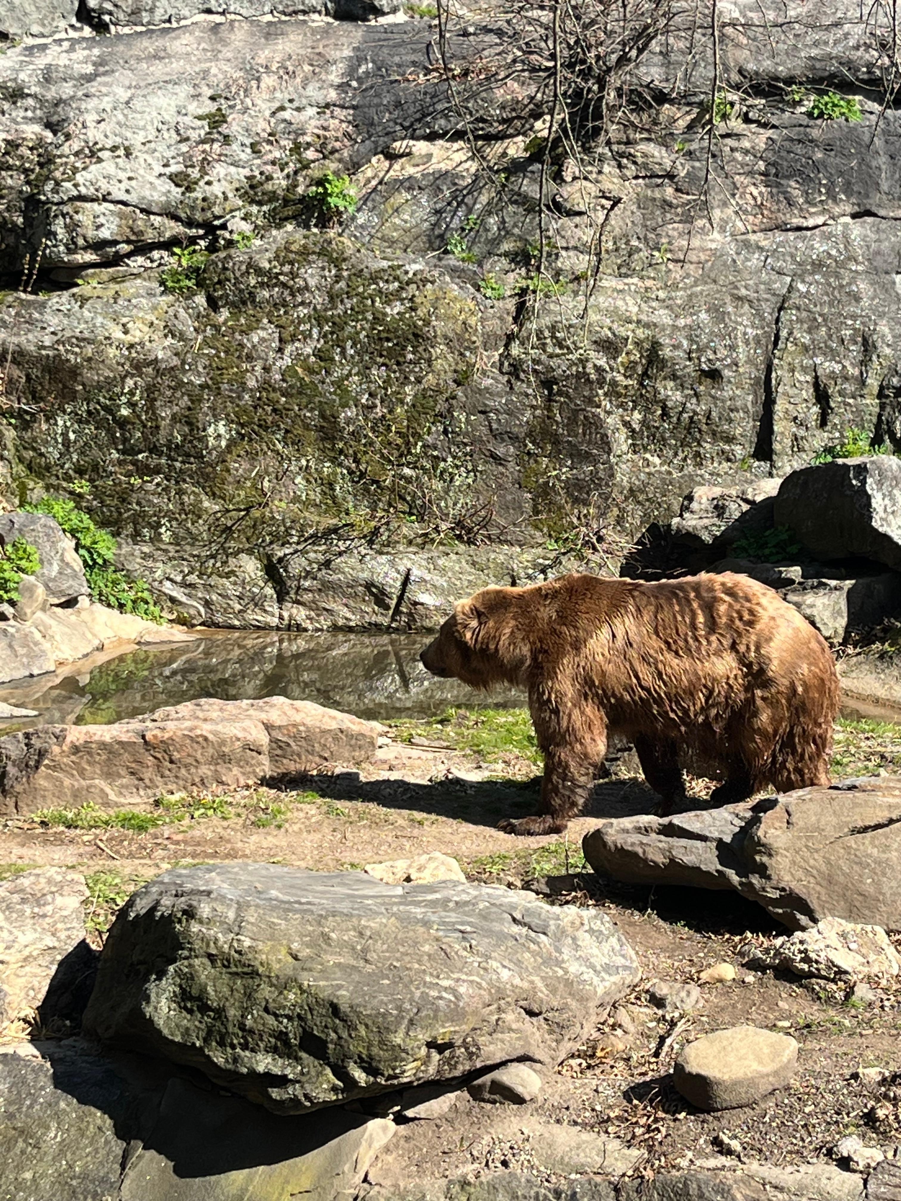 Brown bear at Bronx zoo