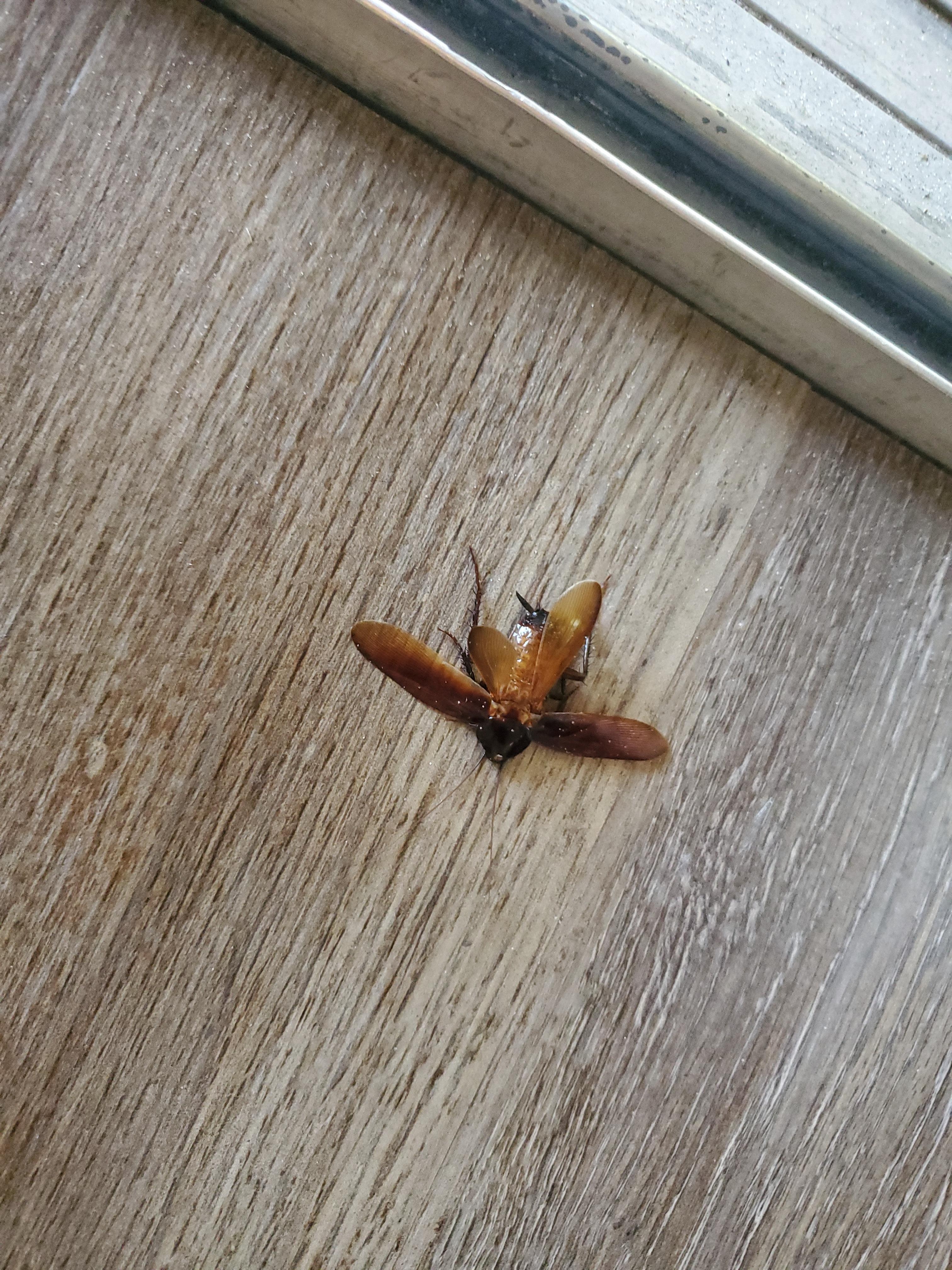 One of the many cockroaches I killed. This one was crawling down the living room wall. 