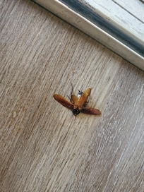 One of the many cockroaches I killed. This one was crawling down the living room wall.