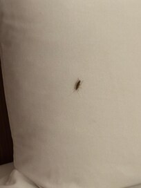 Roach crawling down pillow